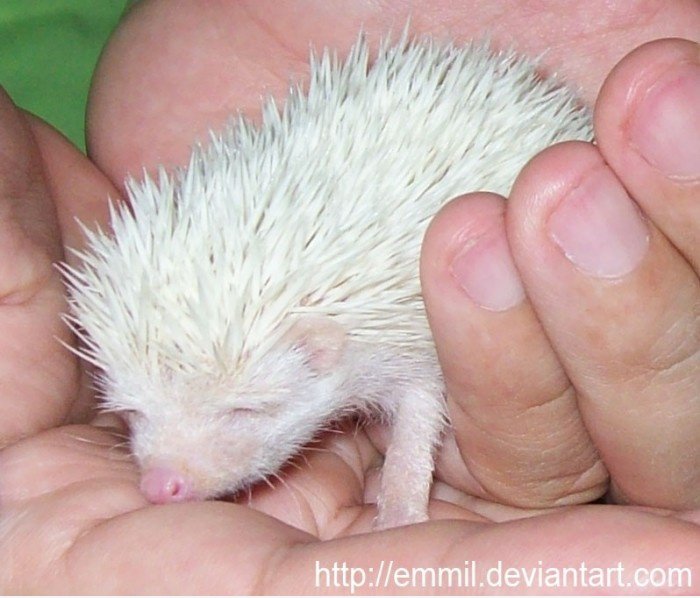 Baby-Igel