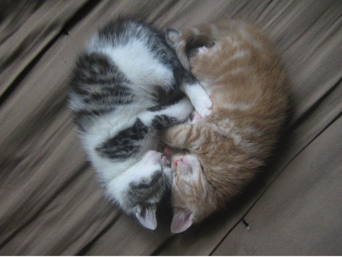 Katzen-Herz