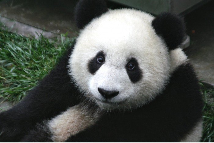 Lassen Sie sich nicht racist.be einen Panda sind sie schwarz weiß und asiatisch.