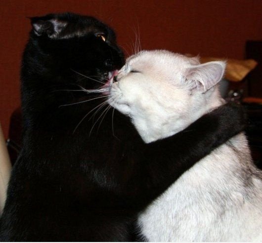 Verbotene Liebe