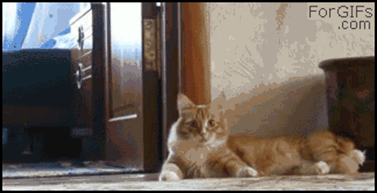 ohhhh schreck - GIF