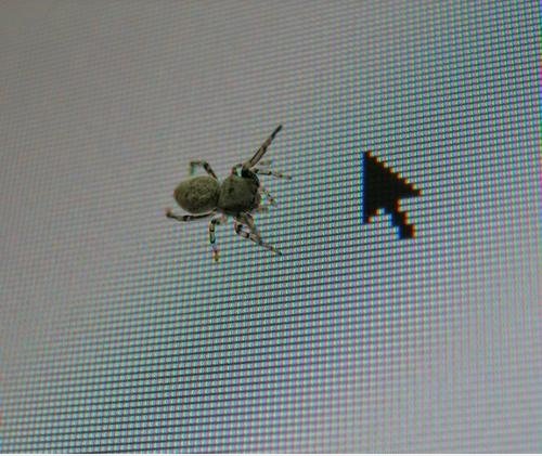 Klicken Sie auf die Spinne