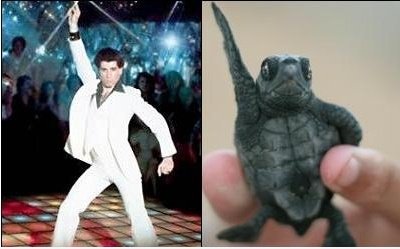 Turtle Manero!
