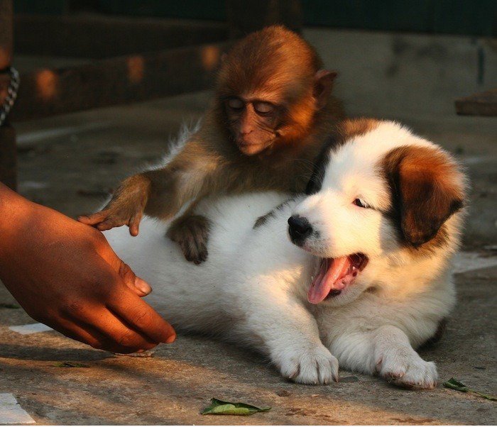 Bitte keine Berührung des Hundes Sir.