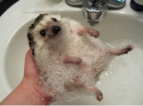 Willst du sehen, einen Igel in Blasen bedeckt?