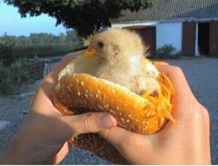 Frische chickenburger