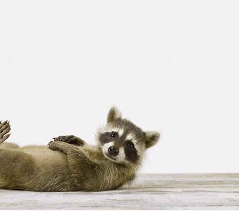 Erstaunt racoon