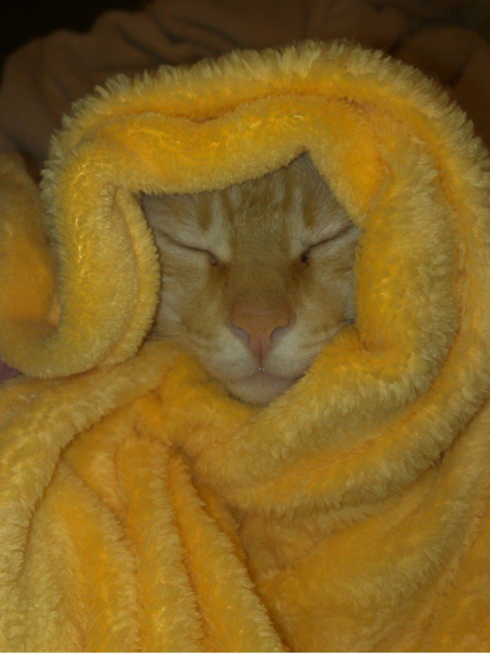 Kuscheln