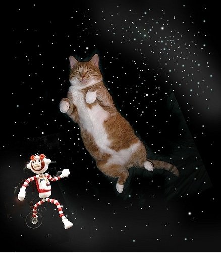 Tiere in Space