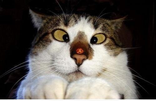 Wer ist auf meiner Nase?