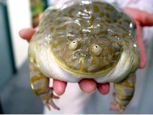 Was der Frosch!