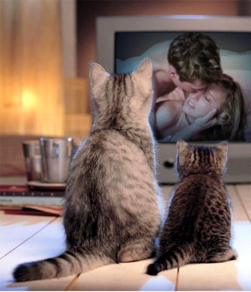 Hey Kitty ... was guckst du?