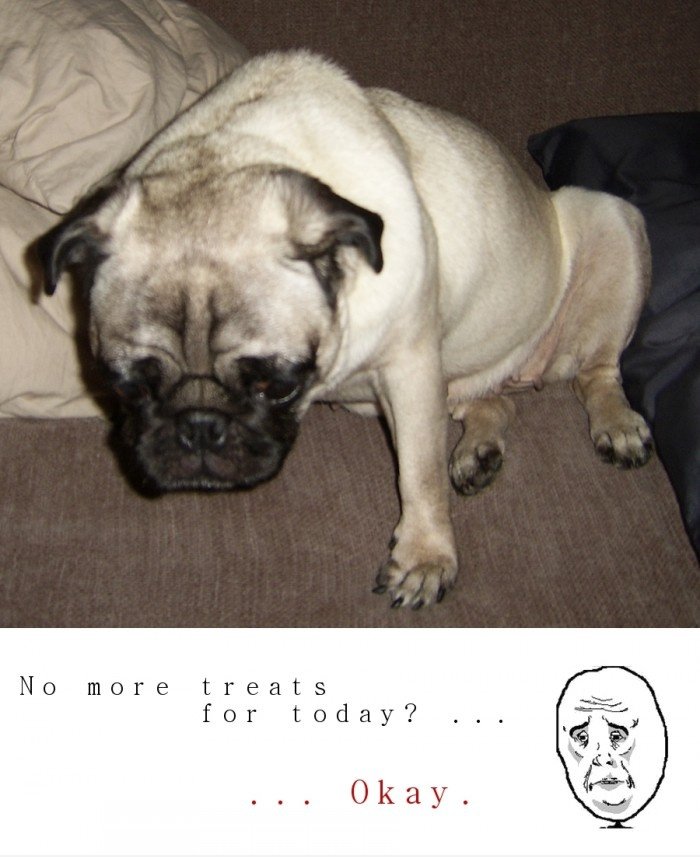 Okaypug