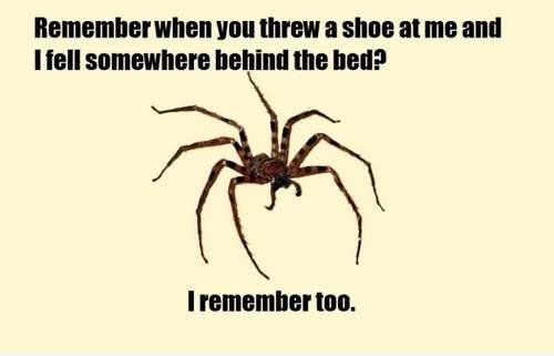 Spinne