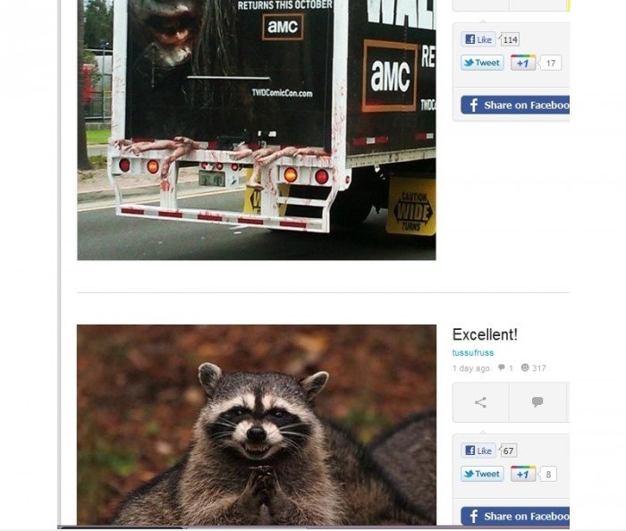 Racoon Reaktion auf Walking Dead Truck
