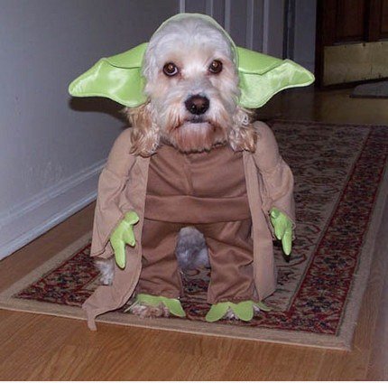 Cosplay dog