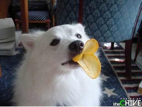 Wie zu essen pringles