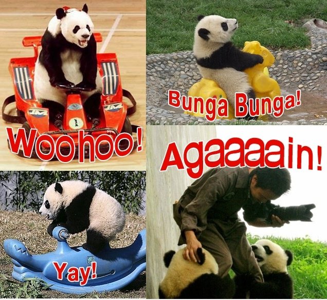 Pandas fixiert