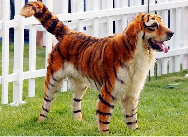Haben Sie jemals einen seltenen Bengal Retriever gesehen?