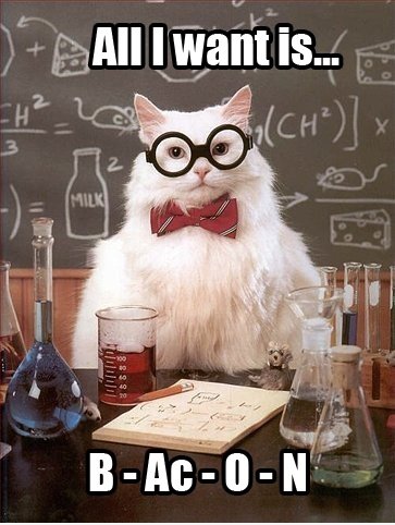 All teh Katze will iz ..