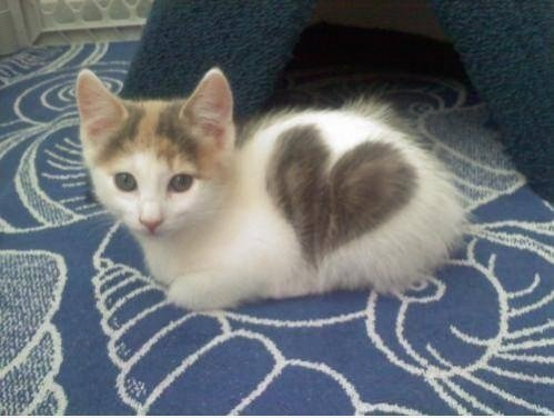 Liebe Katze