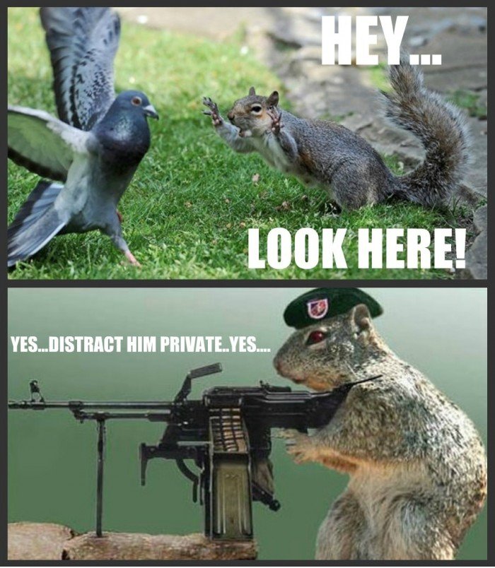 EICHHÃ–RNCHEN Tactics