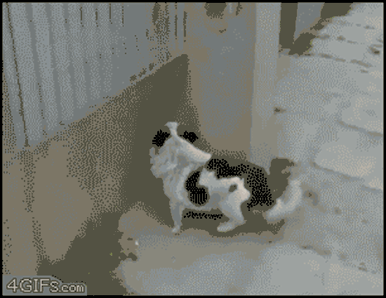 sehr intelligenter hund