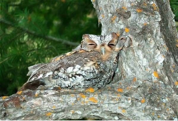 Owl kann wieder auszublenden