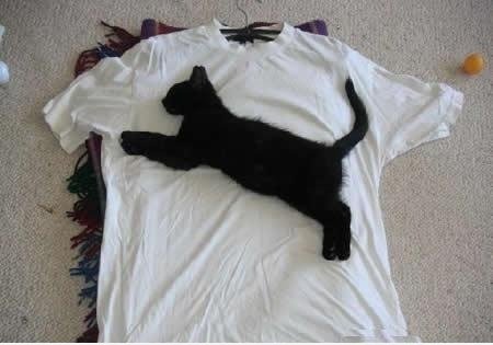 Puma?