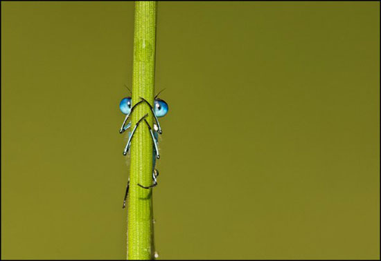 coole tierwelt macro