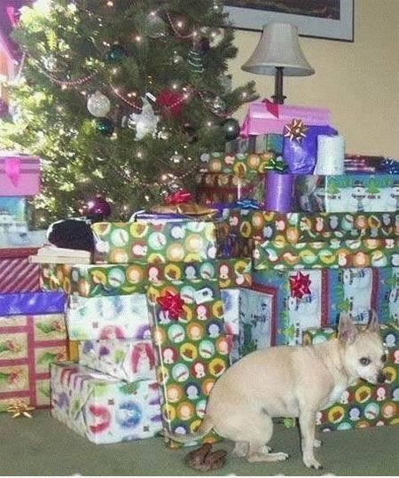 Hund verlässt seine eigene Weihnachtsgeschenk