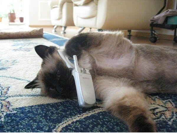 Hallo?