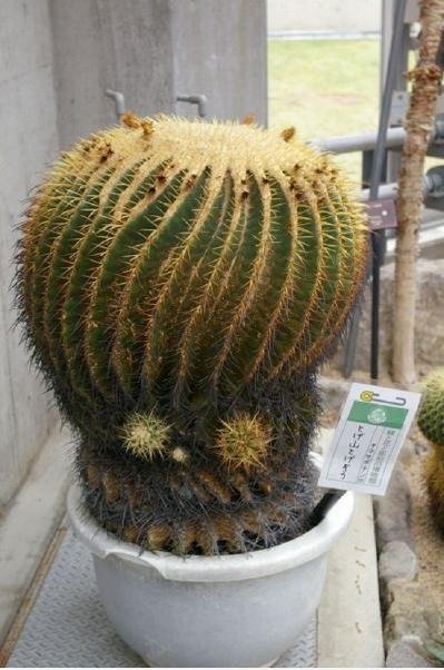 Alien Head Cactus
