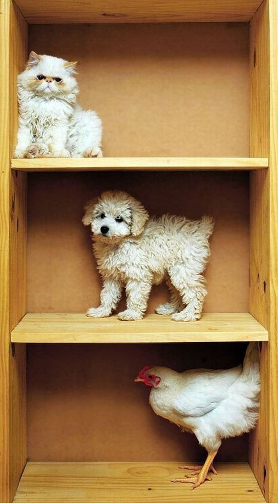 Katze, Hund, Hen
