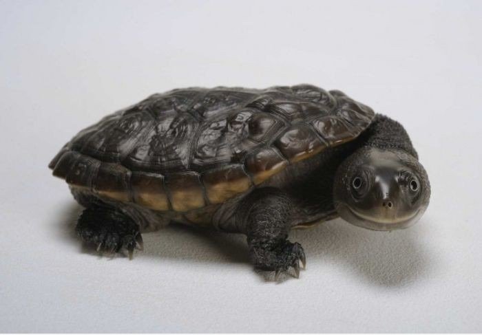 Lustige Schildkröte