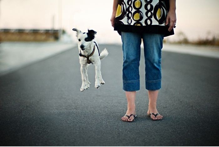 Jumping Dog