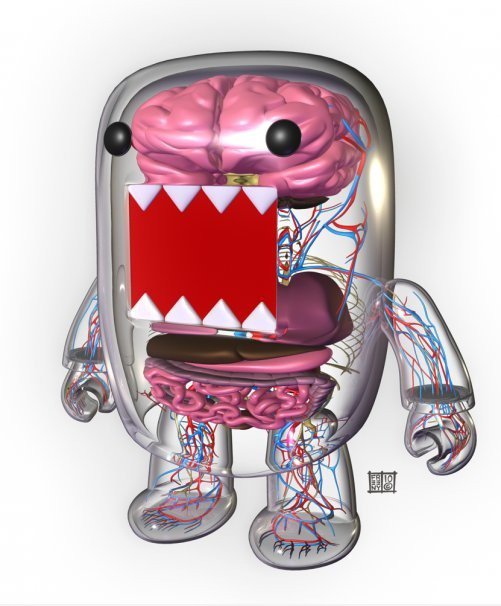Domo Qee Anatomy