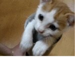 Pop goes the kitty