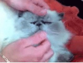 Wtf Katze