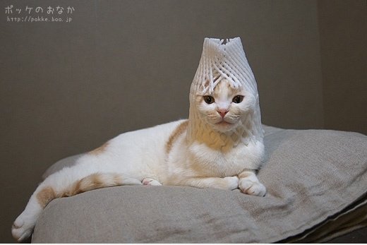 Cat von zukünftigen
