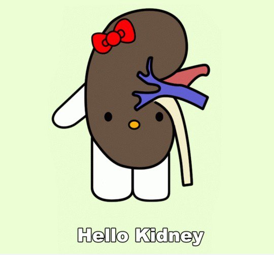 Hallo Kidney