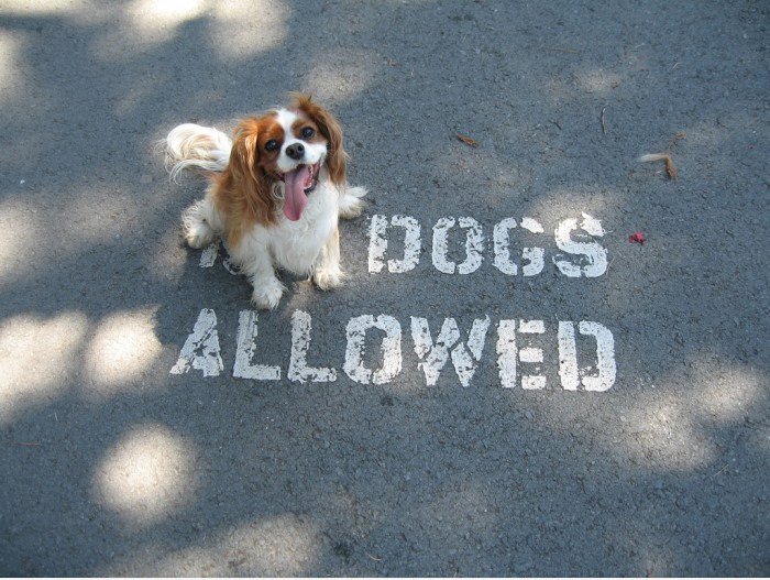 Hunde erlaubt