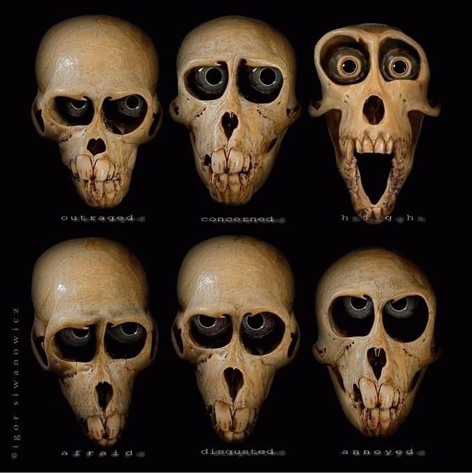 Schädel Faces