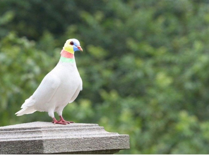 Google Pigeon