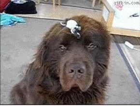 Cool Dog