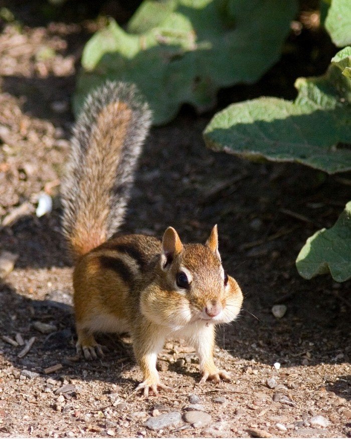 Nette Chipmunk mit einem Schluck Samen