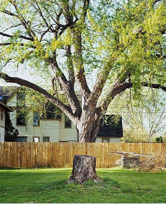 Baum geschnitten wird?