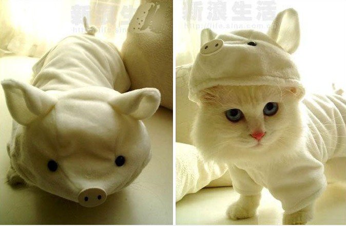 Verkleidet Pig (oder Katze?)