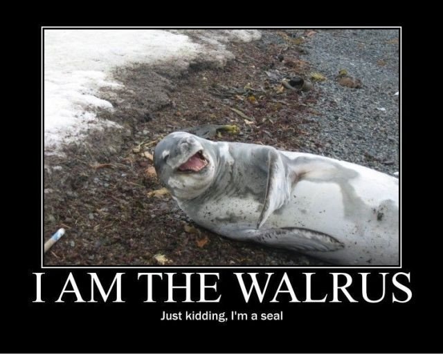 Ich bin das Walross