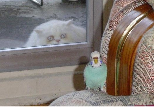 Der Vogel und die Katze